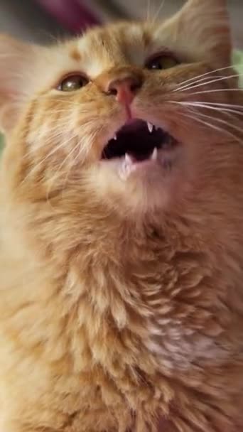Hermoso Gato Jengibre Esponjoso Bosteza Lame Después Comer Preparándose Para — Vídeos de Stock