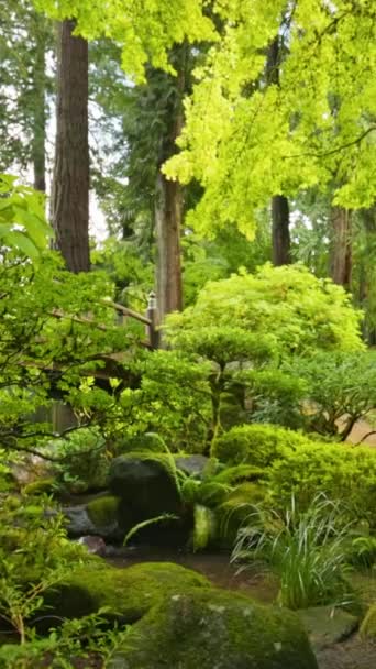 日本庭園の茂みと木の間をカメラで移動します ブリッジ ストリーム 木が付いている美しい緑の庭 縦スクリーン — ストック動画