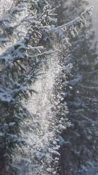 Snow Covered Spruce Branches Winter Time Snow Falls Tree Branches — Stock Video