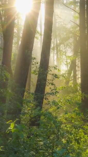 Magnificent Sunrise Forest Rays Make Way Branches Trees Powerful Trees — Stock Video