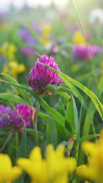カメラは黄色とバイオレットのフィールドの花で緑の夏の牧草地に移動します 柔らかい新鮮な春の花とアルパインメドウ 高品質の垂直ジンバルマクロショット — ストック動画