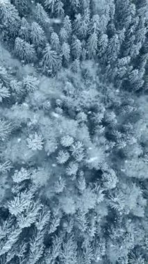 Dağlardaki kış ormanlarında karla kaplı ağaçlara kar taneleri düşer. Kış doğası. Karışık donmuş ormanın hava görüntüsü. Üst aşağı dikey görünüm