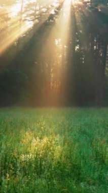 Peri ormanındaki yeşil çayırlarda yürü. Yeşil ağaçların dalları arasından sabah güneş ışınları yükseliyor. Ilık güneş ışınlarıyla aydınlatan yeşil orman. Yüksek kalite dikey çekim