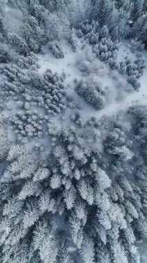 Beyaz karla kaplı ağaçlarla kış ormanının yukarıdan aşağı görüntüsü. Kar yağışı. Ormandaki muhteşem kış manzarası. Büyük kar taneleri yere ve ağaç dallarına düşer. Dikey çekim