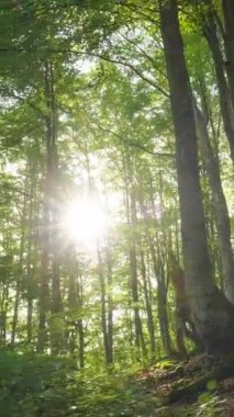 Ormanda güzel bir gün doğumu. Ağaç gövdelerini ve çalıları aydınlatan sıcak güneş ışınları. Tepelerde ağaçların yetiştiği dağ ormanı. Yüksek kaliteli dikey HDR çekimi