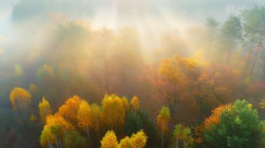 Güneş doğduktan sonra büyülü sisli sonbahar ormanı. Sonbahar parkında sarı, turuncu ve kırmızı ağaçların üzerinden uç. Hava görüntüsü, ağaçların arasından güneş ışınları.