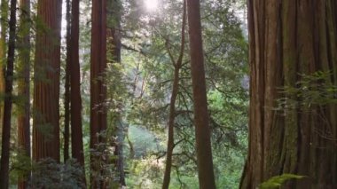 Redwood Ulusal Parkı, Kaliforniya, ABD 'deki büyük sekoya ağaçları. Yaz yağmurlu bir sabah yağmur ormanlarında, güneş ağaçların arasından doğuyor.