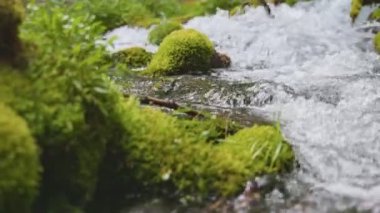 İçi yosun dolu taşların arasında temiz suyla doludur. Bir sürü küçük şelaleli Gimbal nehri.