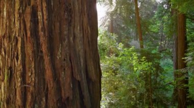 Güneş ışınları dev bir sekoya ağacının arkasından çıkar. ABD 'nin Kaliforniya eyaletindeki Redwood Ulusal Parkı' nda büyük bir ağaç kabuğu