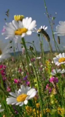 Beyaz ve sarı papatyalar. Aydınlık güneşli bir günde dağlık çayırlarda rüzgarda sallanan yabani çiçekler. Sabit dikey çekim