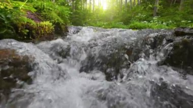 Yeşil ormanda Gimbal sabah görüntüsü. Kristal berrak suyu olan küçük bir dağ nehri. Arka plandaki ağaçların arasından güneş doğar. Yavaş çekim