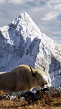 Nepal Himalayalarında beyaz bir öküz. Arka planda karla kaplı Ama Dablam dağı, Nepal. Everest Merkez Kampı yürüyüşü. Sabit Dikey Çekim