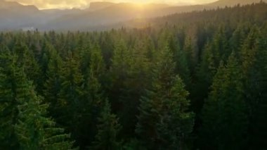 Gün batımında yeşil ormanın üzerinde uçmak. Güneş ufuktaki dağların ardında lenslerle parlıyor. Klasik Avrupa ormanlarının havadan görünüşü 