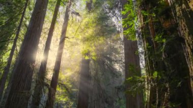 Sabah güneşi, sekoya ağaçlarının gövdelerini delip siste güneş ışınları üretiyor. Redwood Ulusal Parkı, Kaliforniya, ABD. Kocaman kızılağaç ağaçları olan büyülü sisli orman. 