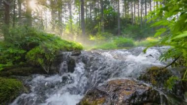 Sihirli ormanda temiz suyla birlikte akarsu. Yaz ormanında güzel sisli bir sabahın Gimbal yavaş çekimi. Sabah güneşi, ağaç dallarını, aydınlatan nehri ve ağaçların yeşil yapraklarını delip geçer.