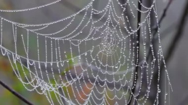 Örümcek ağı labirentleri ve su karışıklıkları. Sonbahar ormanlarında sabahın erken saatlerinde örümcek ağına ıslak damlalar düşer.