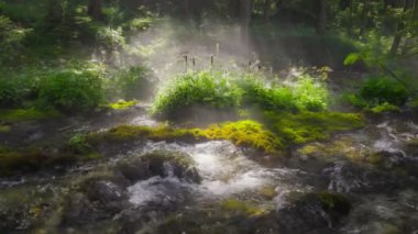 Ormandaki en saf derenin UHD HDR görüntüsü. Temiz içme suyu olan nehir ormandaki çalılar ve yosunlarla kaplı taşlar arasında akar. Gimbal ağır çekim