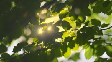 Yuvarlak bokeh 'li zengin yeşil ağaç dalı, merceklerle parlayan güneş. Rüzgarda sallanan yeşil yapraklar. Soyut ağır çekim yaz doğası arka planı. Güneş ışığı yaprakları delip geçiyor