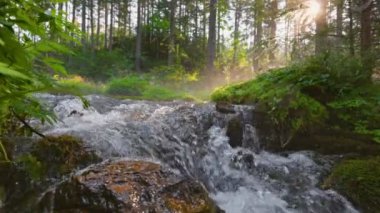 Kristal berrak akıntıların taşların ve güneş ışığının üzerinden aktığı sihirli orman sabahın erken saatlerinde yemyeşil gölgelik. Sabah güneşi ağaçların arasından akıyor.