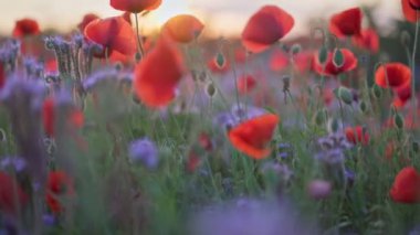 Güneş batarken canlı bir tarlada titrek gelincikler yavaşça salınır, doğal manzaranın üzerine sıcak renkler saçar. Kırmızı gelincikler ve mavi kır çiçekleri gün batımında aydınlanır.