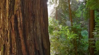 Sekoya koruluğu, sabah güneşinin uzun ağaçların arasından doğmasıyla yemyeşil yeşillikleri aydınlatıyor. Etrafındaki ağaçların dallarında parlayan güneş ışığıyla büyük Sekoya ağacı gövdesi.