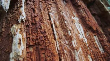 Çürüyen ağaç kabuğu, zengin dokular ve eski ahşap desenler. Sekoya ağacının eskimiş kabuğu. Gimbal atışı.