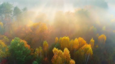 Şafak vakti sisli ormanda sonbahar manzarası. Sonbaharda ağaçların arasından parlayan sis ve güneş ışığıyla ormanın havadan görünüşü.