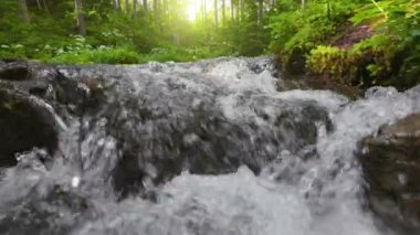Bereketli yeşilliklerle çevrili ve yükselen güneşin yumuşak ışığıyla aydınlanan pürüzsüz taşların üzerinde sakin akarsu çağlayanı. Ormandaki kayaların üzerinden akan temiz akarsu. 