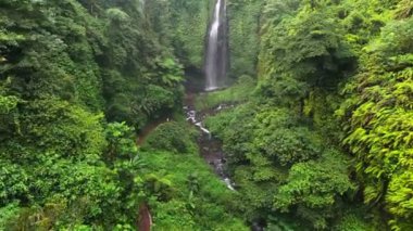 Çarpıcı orman şelalesi kalın yapraklar arasında çağlayarak uzak tropikal bölgelerdeki sakin doğal vahayı ortaya çıkarıyor. Şelaleye giden küçük bir dere orman zemininden akıyor.