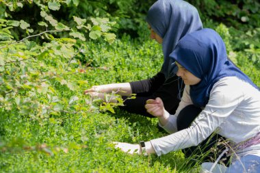 Müslüman kızlar yaz ormanında yaban mersini topluyor. Plastik kovada organik yaban mersini toplayan iki kadın işçi. Tarım kavramı