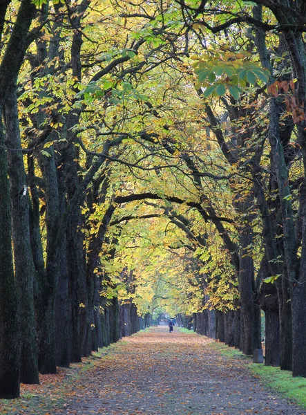 Estrada Forrada Com Árvores Com Folhas Amareladas Uma Paisagem Outono — Fotografia de Stock