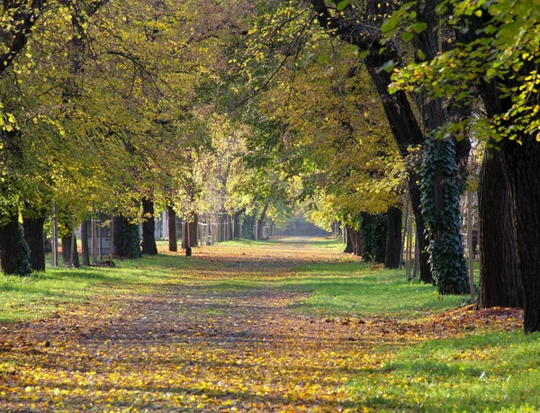 Estrada Forrada Com Árvores Com Folhas Amareladas Uma Paisagem Outono — Fotografia de Stock