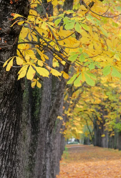 Droga Pokryta Drzewami Żółtymi Liśćmi Jesienny Krajobraz — Zdjęcie stockowe