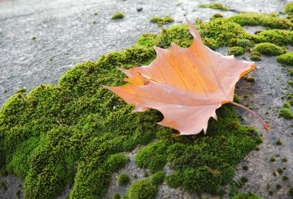 성가신 가을노란 나뭇잎을 놓는다 고품질 — 스톡 사진
