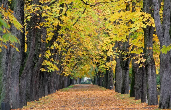 紅葉の並木道は秋の風景です — ストック写真
