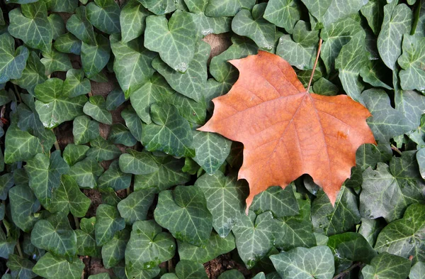 Herbstgelbes Holzblatt Auf Grünen Efeublättern Hintergrundbild Stockbild