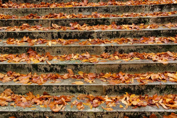Treppen Mit Herbstblättern Blick Auf Alte Steinstufen Herbstpark Hochwertiges Foto Stockfoto