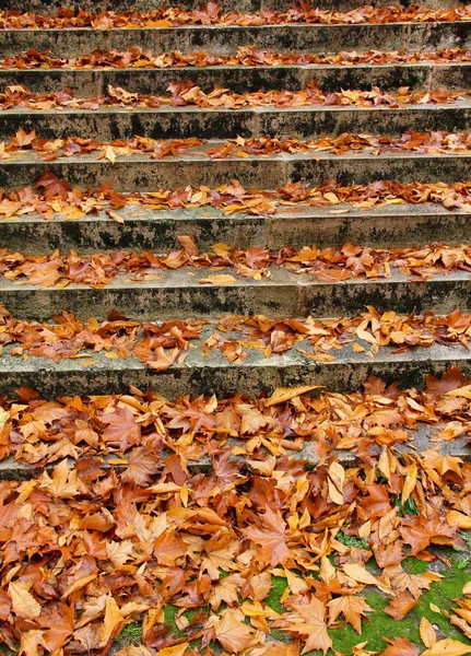 Treppen Mit Herbstblättern Blick Auf Alte Steinstufen Herbstpark Hochwertiges Foto lizenzfreie Stockbilder