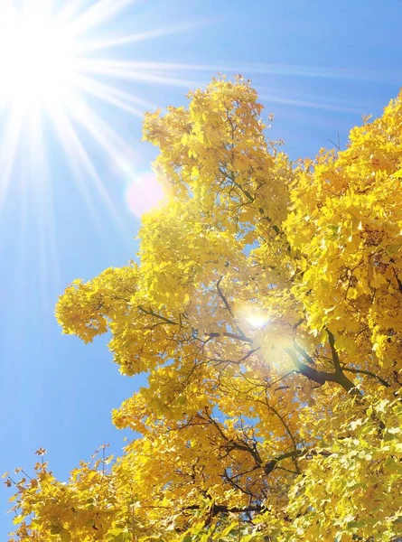 Folhagem Outono Com Folhas Amarelas Raios Solares Foto Alta Qualidade — Fotografia de Stock