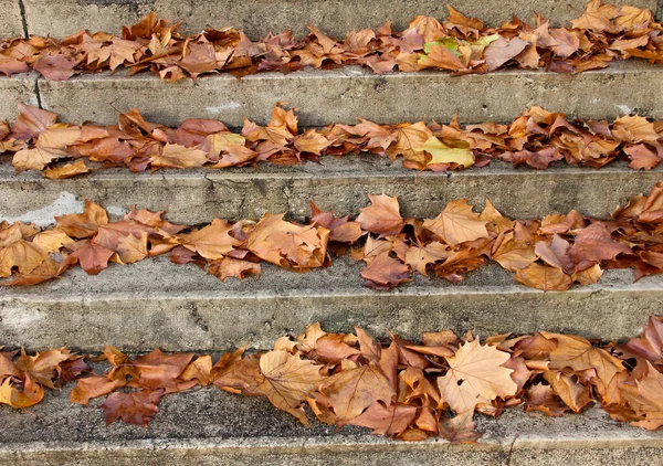 Treppen Mit Herbstblättern Blick Auf Alte Steinstufen Herbstpark Hochwertiges Foto Stockbild