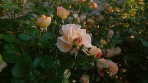 Bellissimo Bouquet Rose Gialle Nel Giardino Delle Rose Filmati Alta — Video Stock