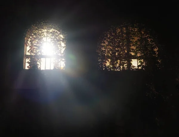 Απογευματινό Φως Φιλτράρεται Μέσα Από Παράθυρο Καλυμμένο Κισσό Φόντο — Φωτογραφία Αρχείου