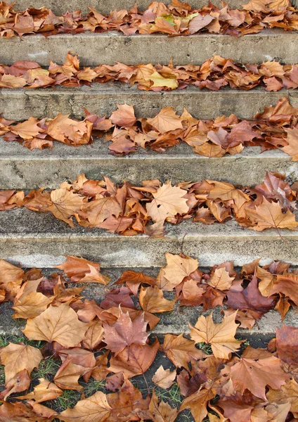 Treppen Mit Herbstblättern Blick Auf Alte Steinstufen Herbstpark Hochwertiges Foto lizenzfreie Stockfotos