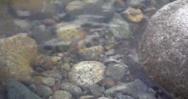Vahşi dağ nehri taş kayaların arasından akıyor. Karpatlar 'da bol miktarda temiz dere var. Nehrin kenarına soğuk su sıçrıyor. Ulusal parktaki kayalardan küçük bir taşma. Su arka planı konsepti. Yüksek
