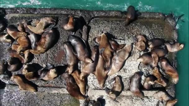 Seelöwen Bewegen Sich Entlang Der Buhne Newelsk Sachalin Blick Von — Stockvideo