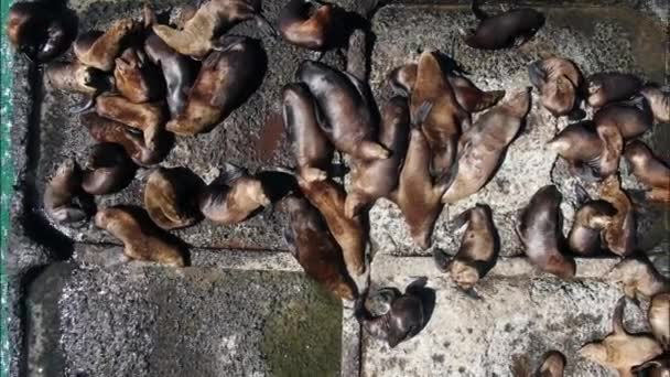 Sea Lions Move Breakwater Nevelsk Sakhalin Island View Top Slow — Stock Video