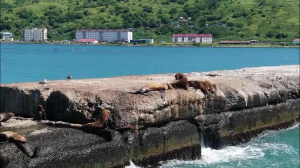 Θαλάσσια Λιοντάρια Κινούνται Κατά Μήκος Του Κυματοθραύστη Νήσος Νέβελσκ Σακαλίν — Αρχείο Βίντεο