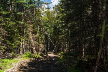 Forest Yolu. Rus Taiga 'sında kötü orman yolu. Tayga 'da eski bir kereste yolu. Nehir eski bir orman yolu boyunca akar. Yüksek kalite fotoğraf