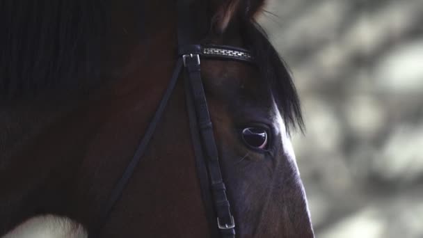 Portrét Zblízka Stojících Koní Krásnýma Očima Hledících Přímo Kamery Ústí — Stock video