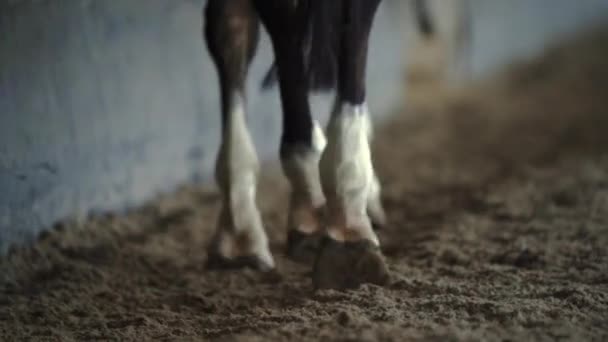 Slow Motion Närbild Närbild Hov Hästkapplöpning Det Finns Damm Hovarna — Stockvideo